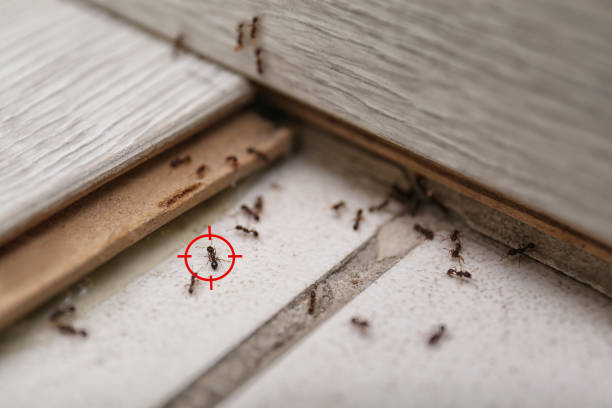 Best Cockroach Control Services  in Jamesport, NY
