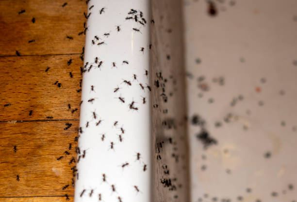 Best Termite Control Services  in Jamesport, NY