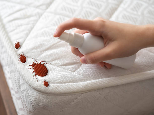 Best Cockroach Control Services  in Jamesport, NY